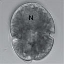 External Image