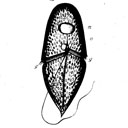 External Image