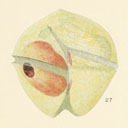 External Image