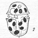 External Image