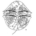 External Image