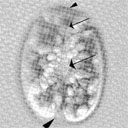 External Image