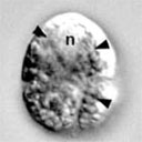 External Image
