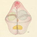 External Image