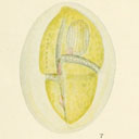 External Image