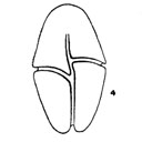 External Image