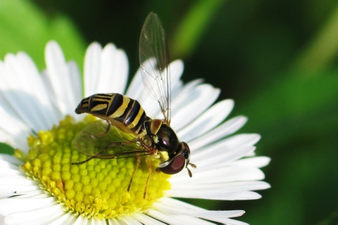 Photo of Allograpta obliqua