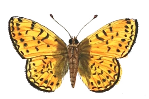 Photo of Boloria hegemone