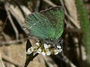External Image
