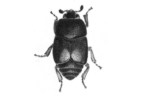 Photo of Carpophilus hemipterus