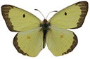 External Image