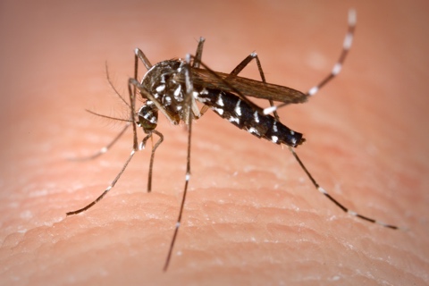 Photo of Aedes albopictus