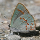 External Image