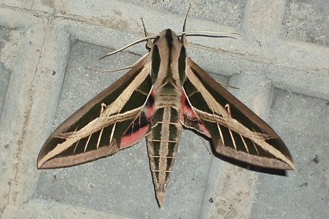 Photo of Eumorpha fasciatus
