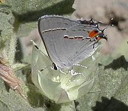 External Image