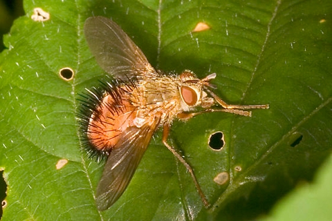 Photo of Hystricia abrupta