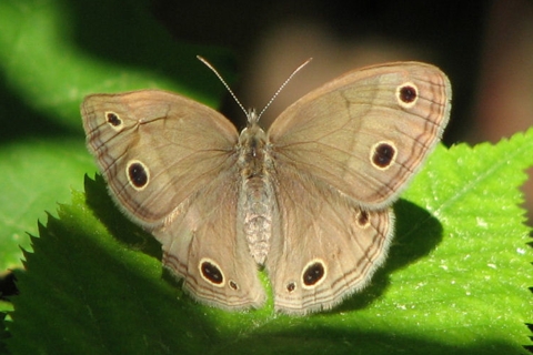 Photo of Megisto cymela