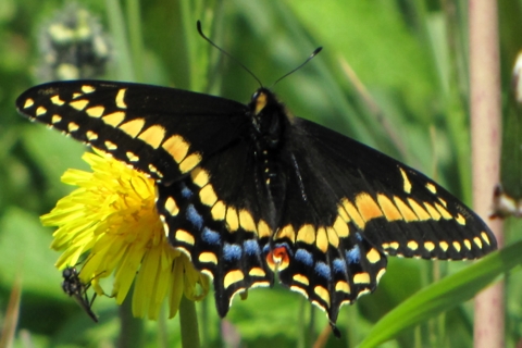 Photo of Papilio brevicauda