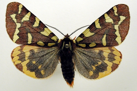 Photo of Pararctia lapponica