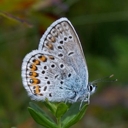 External Image