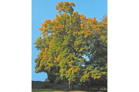 Photo of Acer platanoides