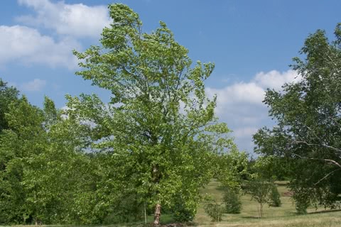 Photo of Betula nigra