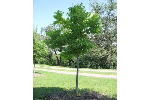 Photo of Celtis occidentalis