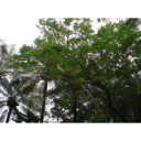External Image