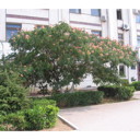 External Image