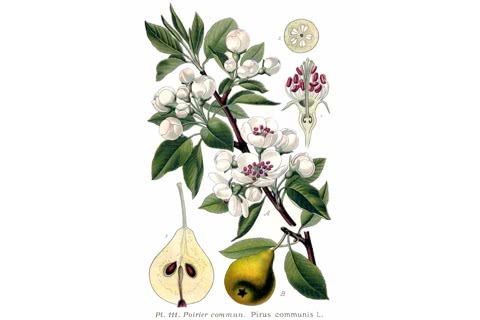 Photo of Pyrus communis
