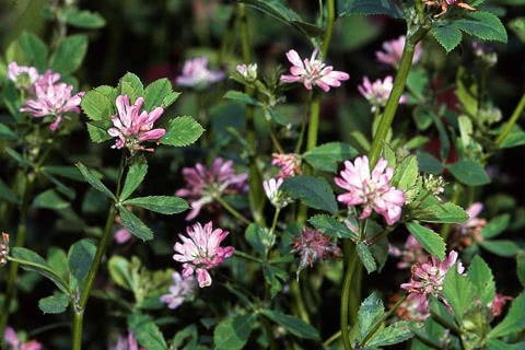 Photo of Trifolium resupinatum