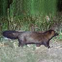 External Image