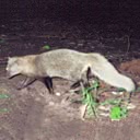 External Image