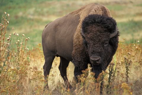 Photo of Bison bison