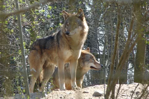 Photo of Canis lupus