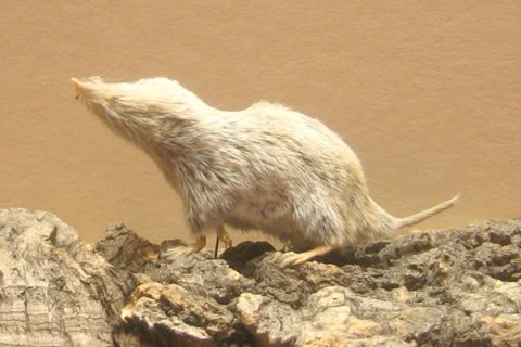 Photo of Cryptotis parva