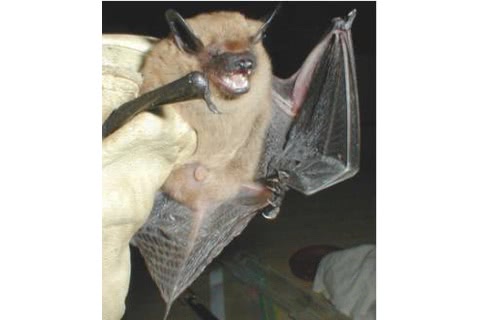 Photo of Eptesicus fuscus