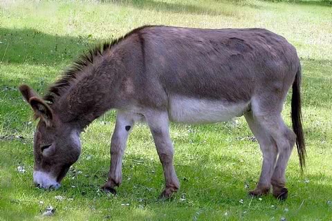Photo of Equus asinus