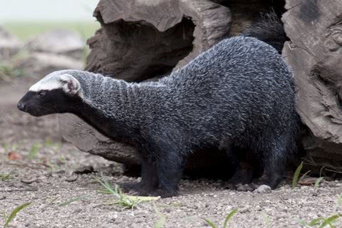 Photo of Galictis vittata