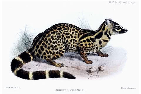 Photo of Genetta victoriae