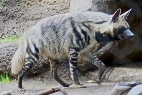 Photo of Hyaena hyaena