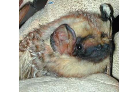 Photo of Lasiurus cinereus