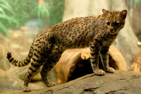 Photo of Leopardus geoffroyi