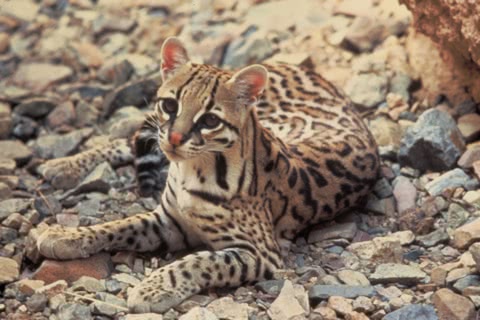 Photo of Leopardus pardalis