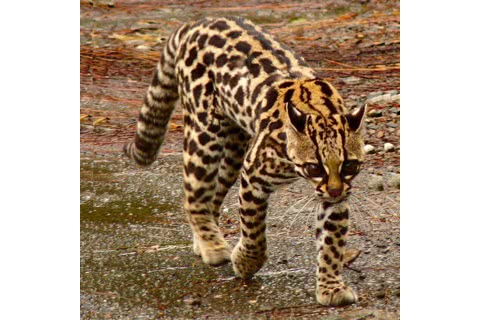 Photo of Leopardus tigrinus