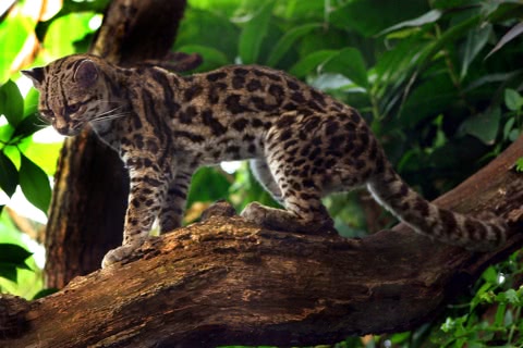 Photo of Leopardus wiedii