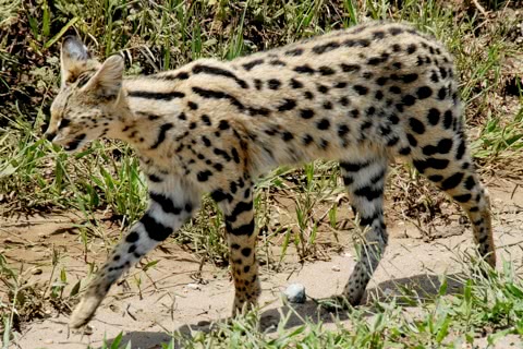 Photo of Leptailurus serval