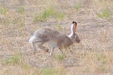 Photo of Lepus townsendii