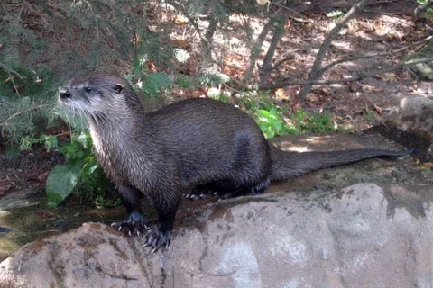 Photo of Lontra canadensis
