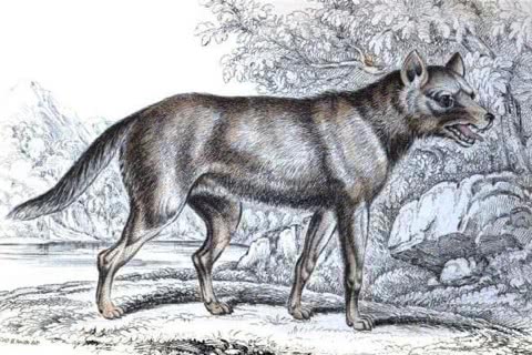 Photo of Lycalopex vetulus